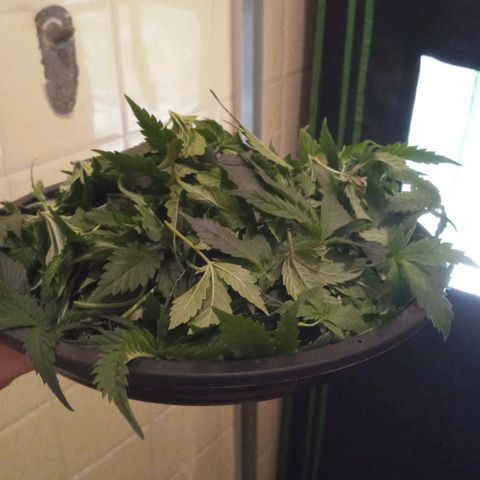 nicole kush growlog photo: depois