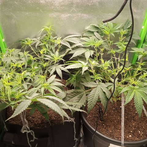 nicole kush growlog photo: depois