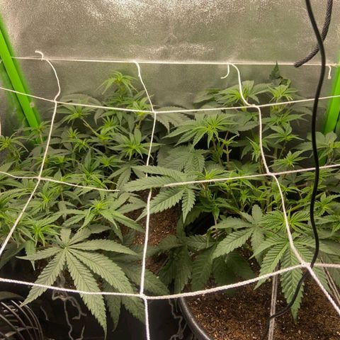 nicole kush growlog photo: último dia de vega