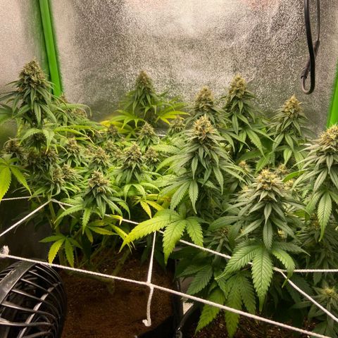 nicole kush growlog timeline photo