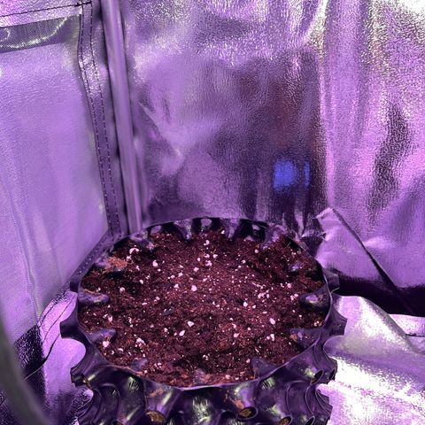 Critical growlog photo: Tag 1 in der Erde