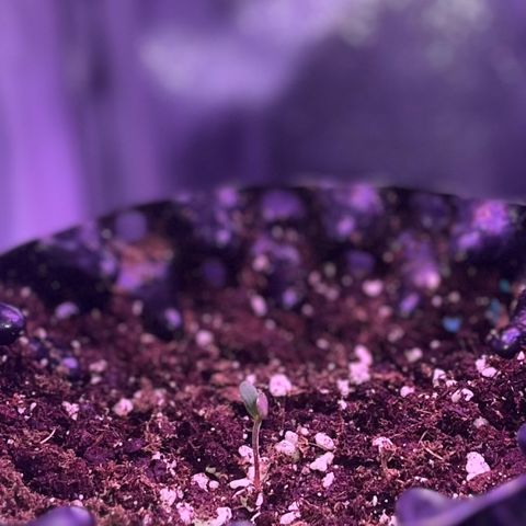 Critical growlog photo: Tag 6