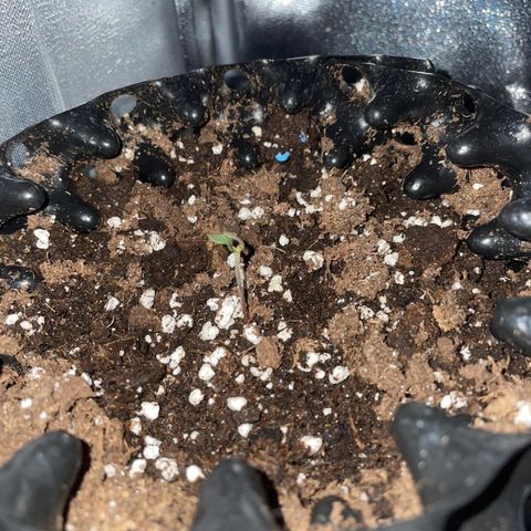 Critical growlog photo: Tag 7 