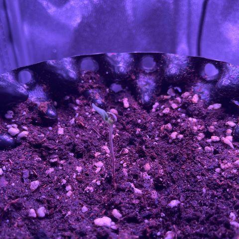 Critical growlog photo: Tag 8 