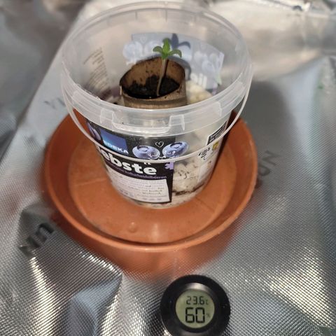 OG Kush growlog timeline photo