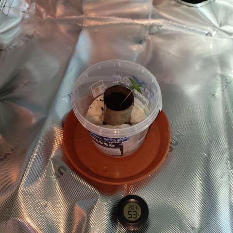 OG Kush growlog timeline photo