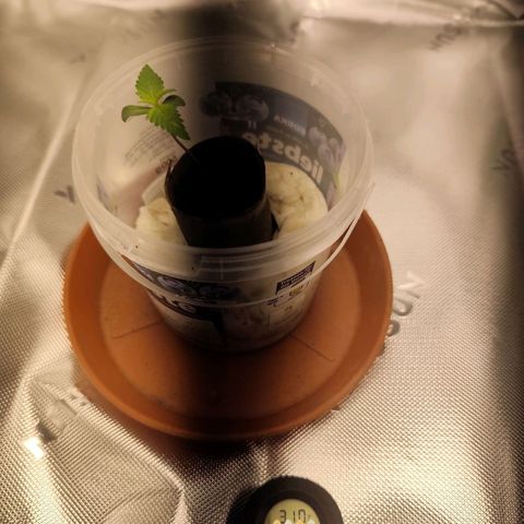 OG Kush growlog timeline photo