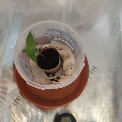OG Kush growlog timeline photo