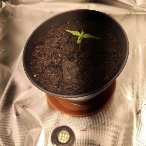 OG Kush growlog photo: Umgetopft 