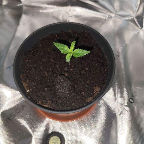 OG Kush growlog timeline photo