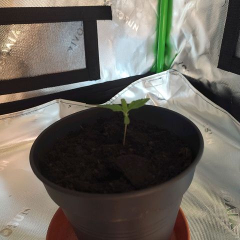 OG Kush growlog timeline photo