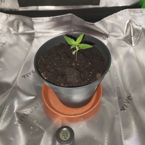 OG Kush growlog timeline photo
