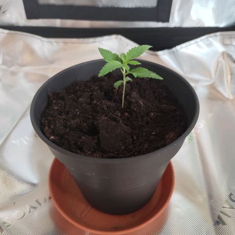 OG Kush growlog timeline photo