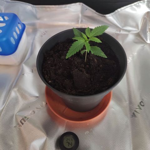OG Kush growlog timeline photo