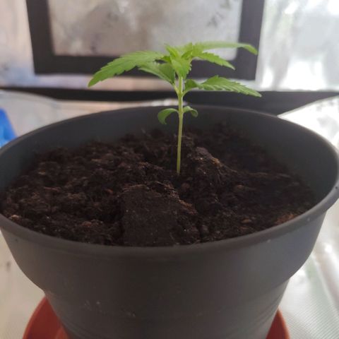 OG Kush growlog timeline photo