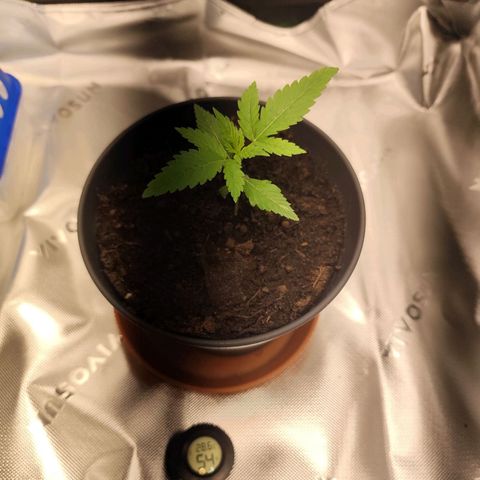 OG Kush growlog timeline photo
