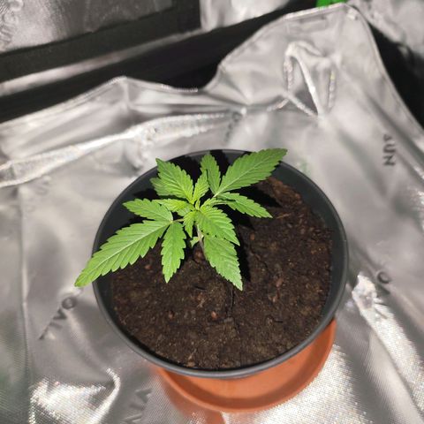 OG Kush growlog timeline photo