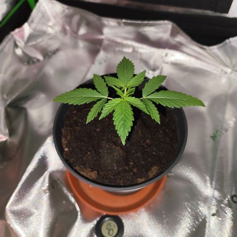 OG Kush growlog timeline photo