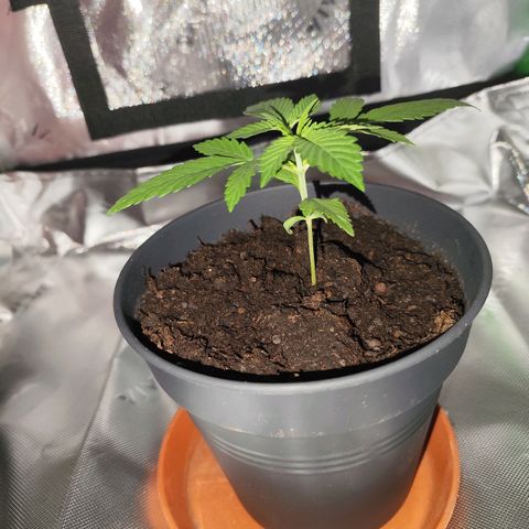 OG Kush growlog timeline photo