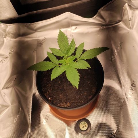 OG Kush growlog timeline photo
