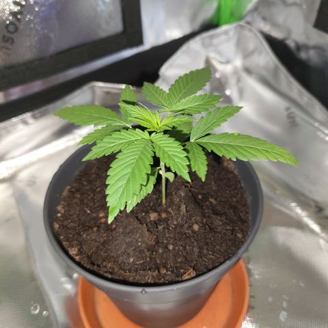 OG Kush growlog timeline photo