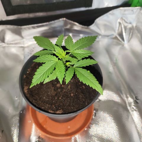 OG Kush growlog timeline photo