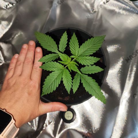 OG Kush growlog timeline photo