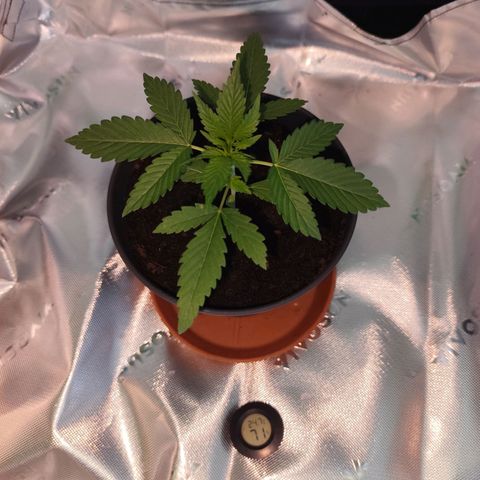 OG Kush growlog timeline photo