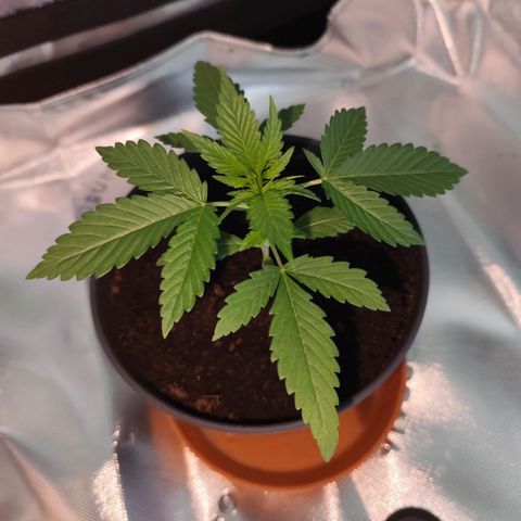 OG Kush growlog timeline photo