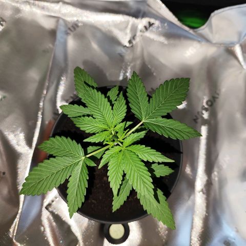 OG Kush growlog timeline photo