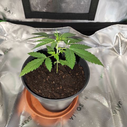 OG Kush growlog timeline photo