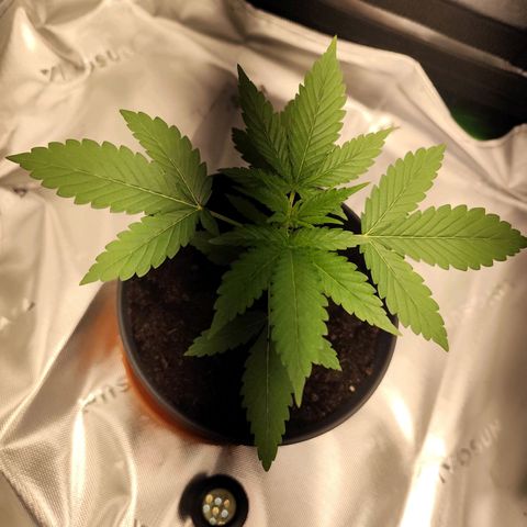 OG Kush growlog timeline photo