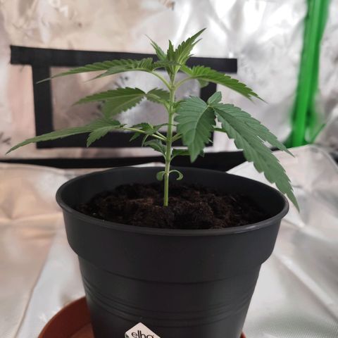 OG Kush growlog timeline photo