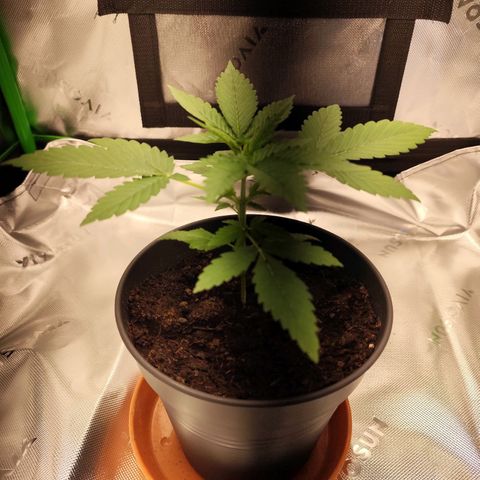 OG Kush growlog timeline photo
