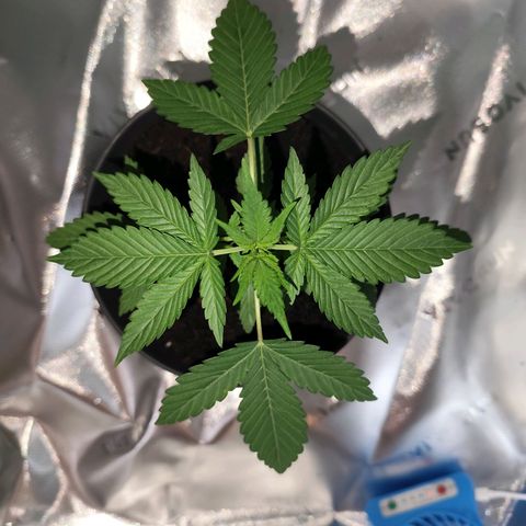 OG Kush growlog timeline photo