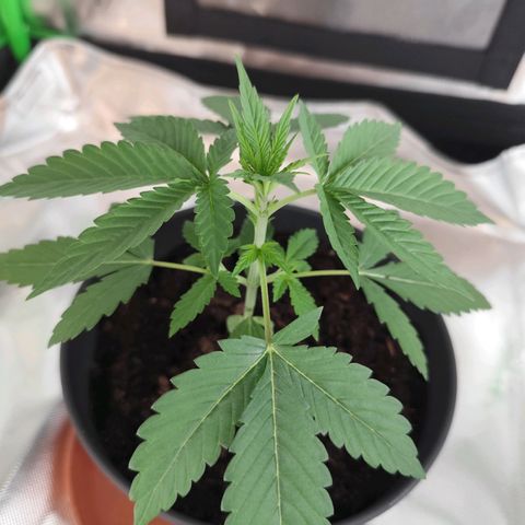 OG Kush growlog timeline photo