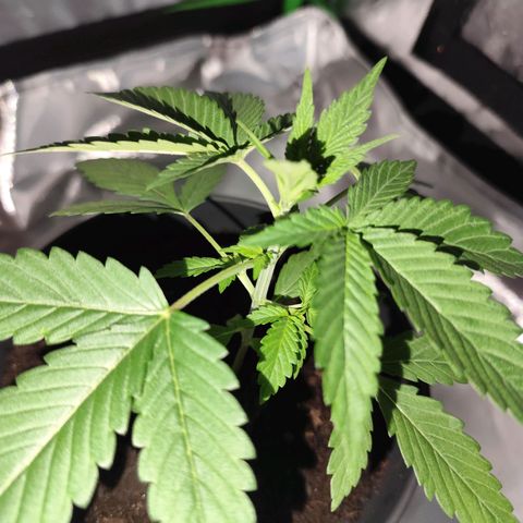 OG Kush growlog timeline photo
