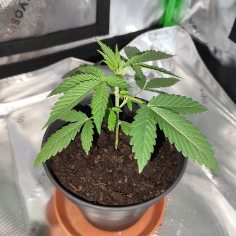 OG Kush growlog timeline photo