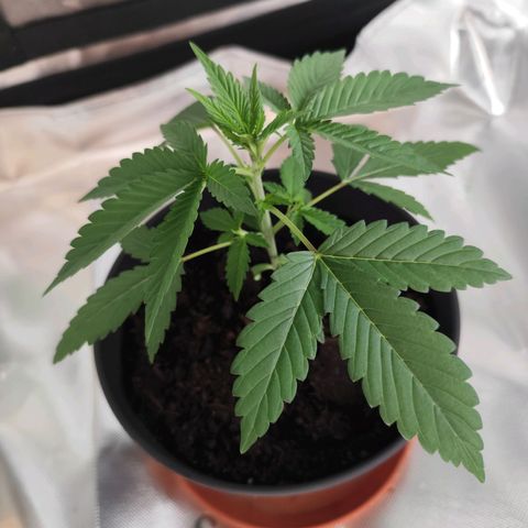 OG Kush growlog timeline photo