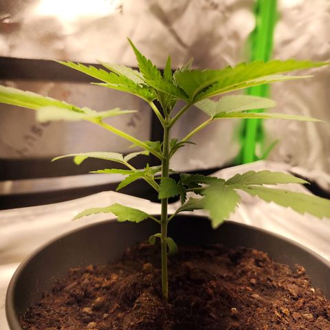 OG Kush growlog timeline photo