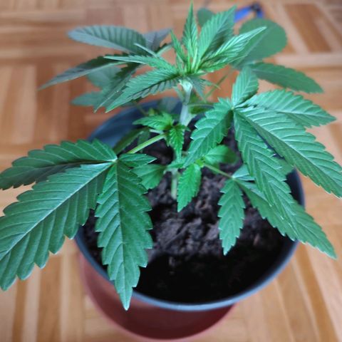 OG Kush growlog timeline photo