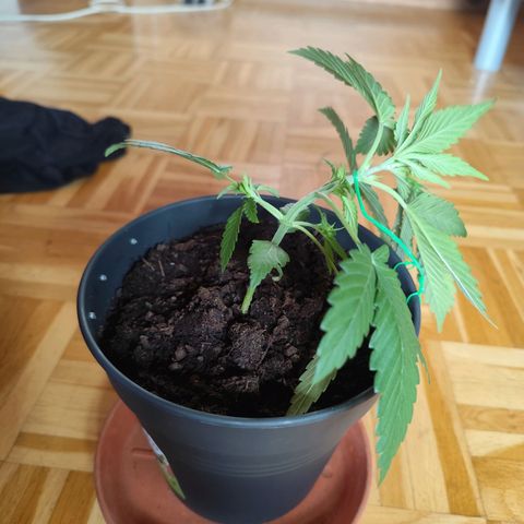 OG Kush growlog timeline photo