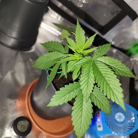OG Kush growlog timeline photo