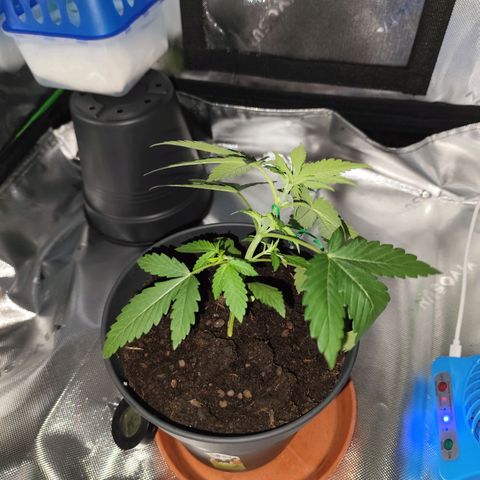OG Kush growlog timeline photo
