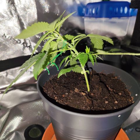 OG Kush growlog timeline photo
