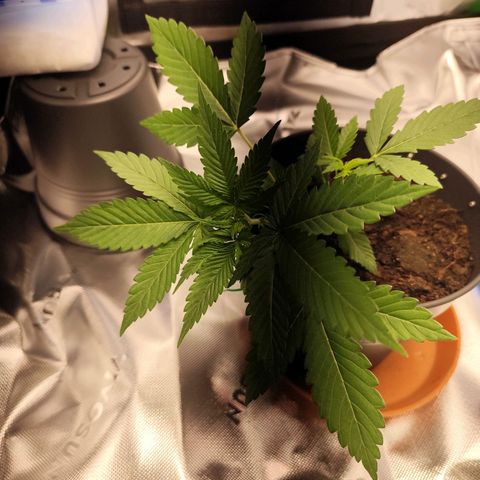 OG Kush growlog timeline photo