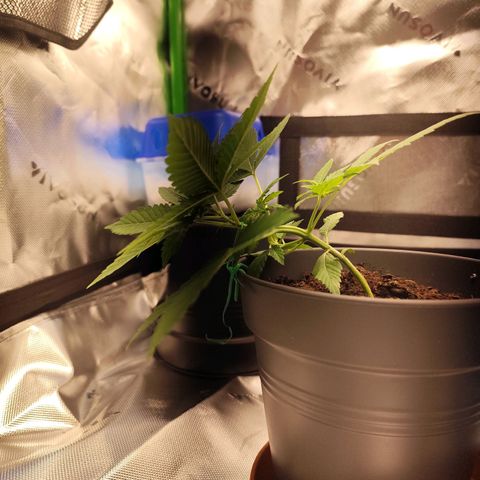OG Kush growlog timeline photo