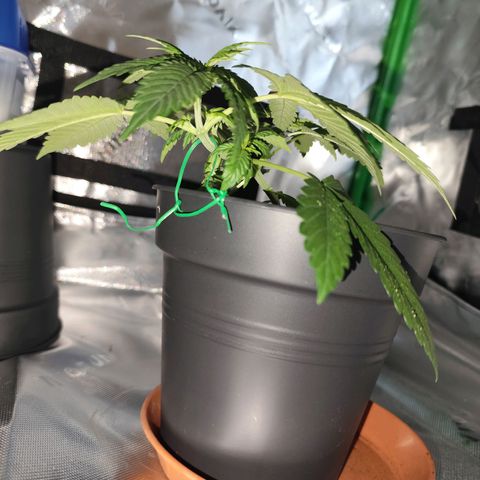 OG Kush growlog timeline photo
