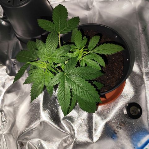 OG Kush growlog timeline photo