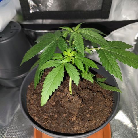 OG Kush growlog timeline photo